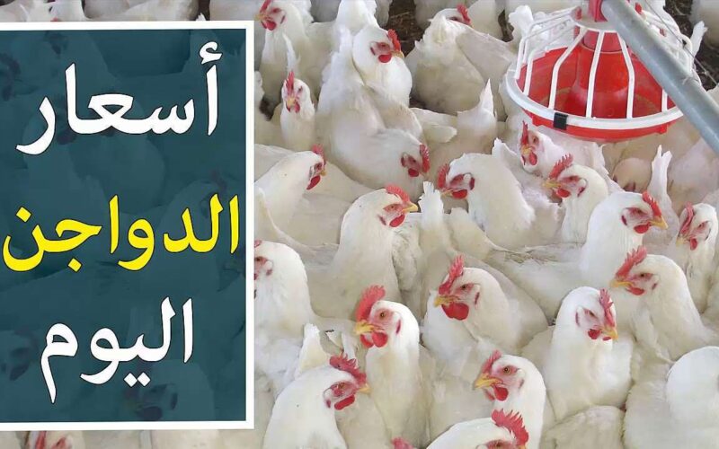 بورصة الدواجن اسعار الفراخ البيضاء والساسو والبلدي اليوم الجمعة الموافق 3 مايو 2025 للمستهلك في مصر