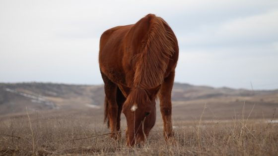 تفسير بيع الحصان في المنام