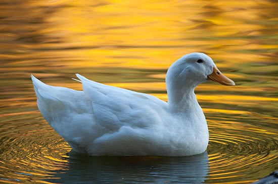 تفسير رؤية البط في المنام للعزباء و المتزوجه و الحامل