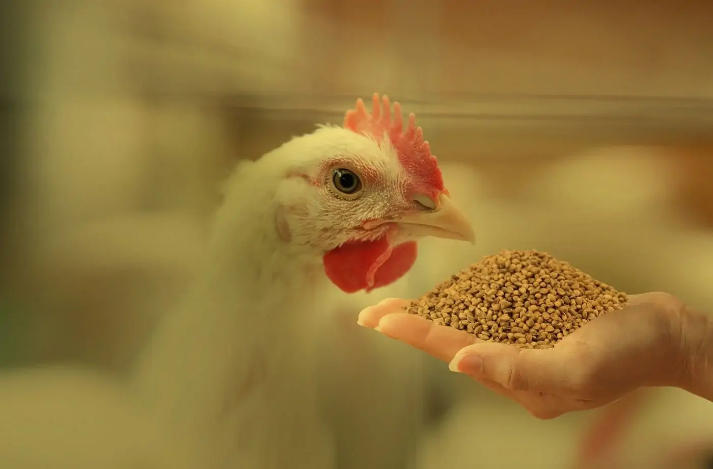 أسعار الأعلاف اليوم الجمعة الموافق 3 مايو 2025 للمستهلك في المحلات التجارية