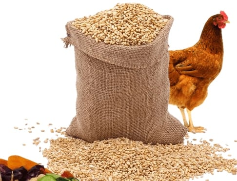 اسعار العلف اليوم الجمعه 10/5/2025 في الاسواق للمستهلك