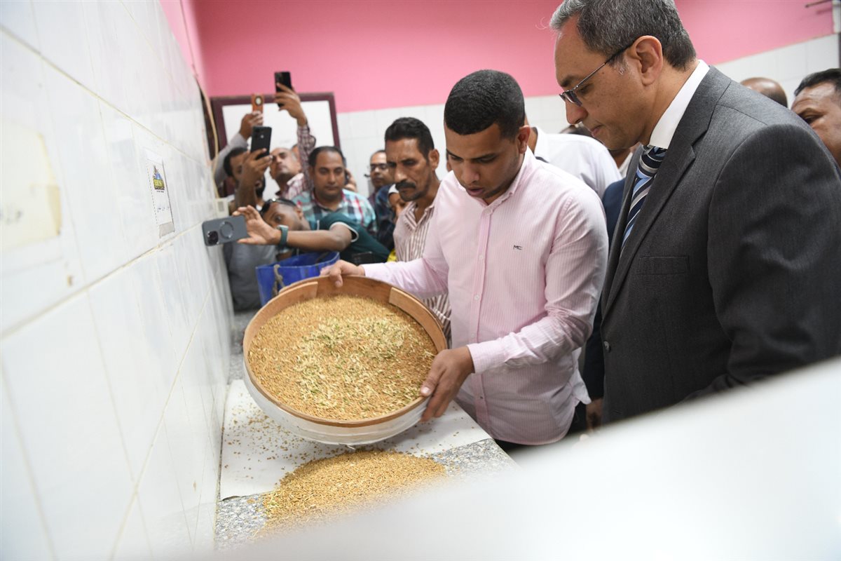 بدء توريد القمح 