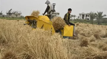 مزارعو القمح في بورسعيد: موسم ناجح والدعم الحكومي عزز الإنتاجية
