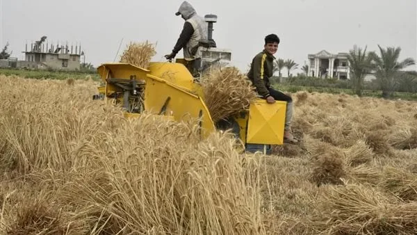 مزارعو القمح في بورسعيد: موسم ناجح والدعم الحكومي عزز الإنتاجية