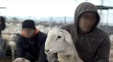 سقوط لصوص سرقة الماشية بالمنوفية في قبضة الأمن