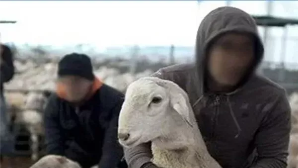 سقوط لصوص سرقة الماشية بالمنوفية في قبضة الأمن سقوط لصوص سرقة الماشية بالمنوفية في قبضة الأمن