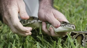 إصابة طالب بلدغة ثعبان خلال وجوده بالحقل في سوهاج