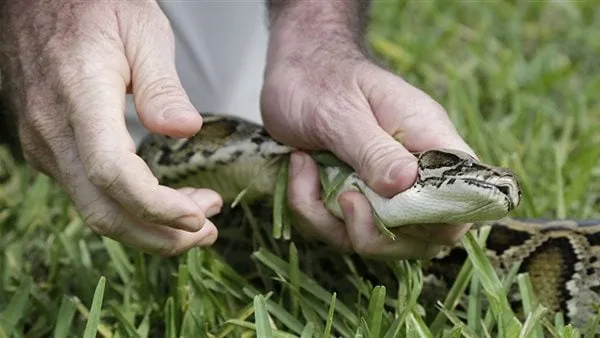 إصابة طالب بلدغة ثعبان خلال وجوده بالحقل في سوهاج
