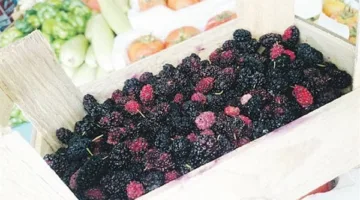 فوائد التوت لصحة الجسم.. تعرف عليها