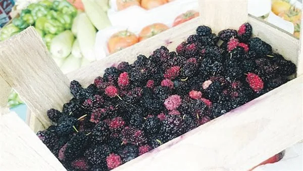 فوائد التوت لصحة الجسم.. تعرف عليها فوائد التوت لصحة الجسم.. تعرف عليها