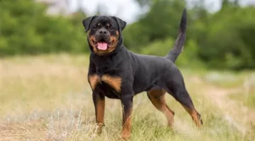 بعد واقعة الكلب الهاسكي بطنطا.. أمين الفتوى: الحيوانات أمم مثل البشر ولها حقوق في الإسلام