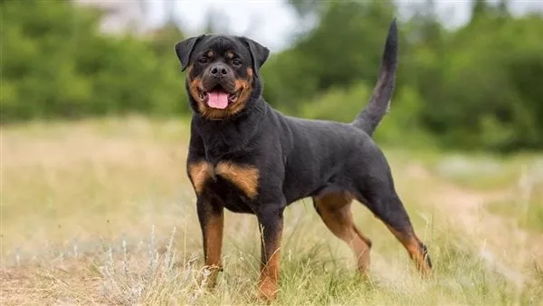 بعد واقعة الكلب الهاسكي بطنطا.. أمين الفتوى: الحيوانات أمم مثل البشر ولها حقوق في الإسلام بعد واقعة الكلب الهاسكي بطنطا.. أمين الفتوى: الحيوانات أمم مثل البشر ولها حقوق في الإسلام