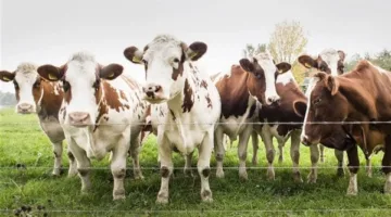 الإحصاء: مصر استوردت حيوانات حية من السودان بقيمة 129 مليون دولار خلال 2025