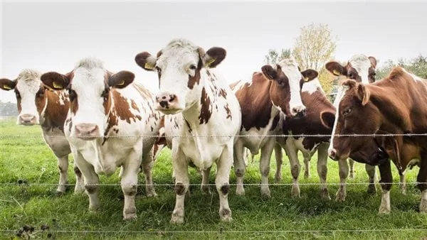 الإحصاء: مصر استوردت حيوانات حية من السودان بقيمة 129 مليون دولار خلال 2025