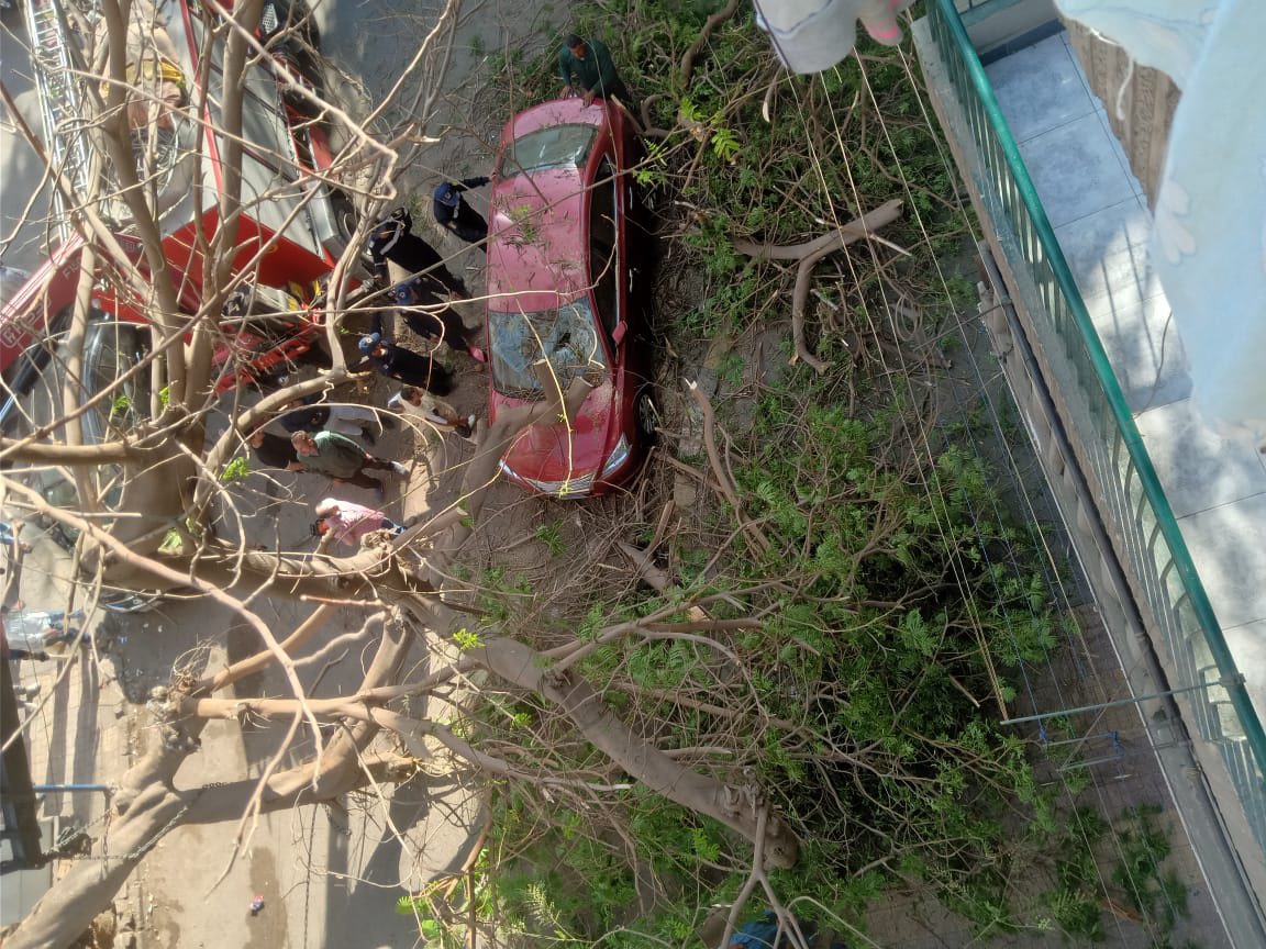 أتلفت سيارات المواطنين.. سقوط شجرة ضخمة بشارع شاهين في العجوزة والسكان يستغيثون بمحافظ الجيزة| صور أتلفت سيارات المواطنين.. سقوط شجرة ضخمة بشارع شاهين في العجوزة والسكان يستغيثون بمحافظ الجيزة| صور