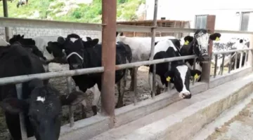 نقيب الفلاحين: كيلو اللحم البقري سيصل لـ 185 جنيهًا بعد 15 يومًا بسبب عيد الأضحى