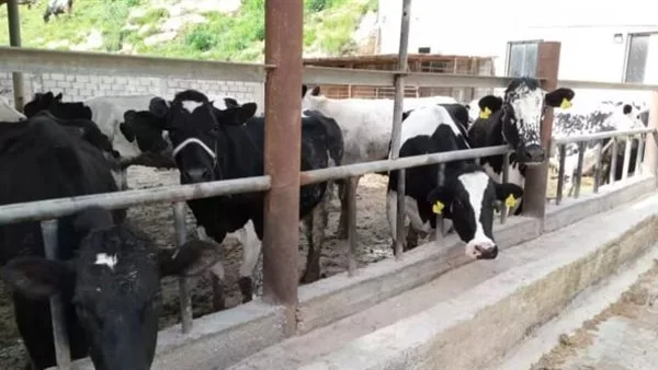 نقيب الفلاحين: كيلو اللحم البقري سيصل لـ 185 جنيهًا بعد 15 يومًا بسبب عيد الأضحى