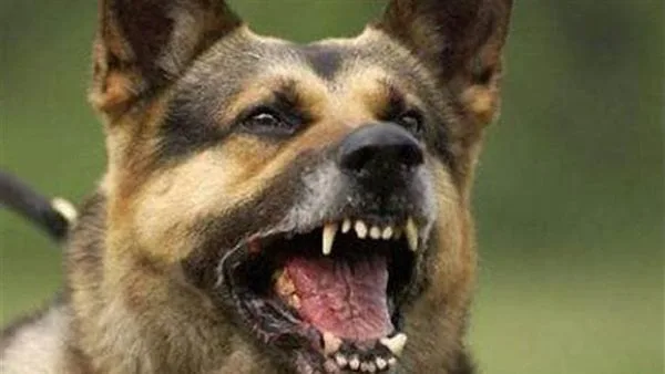 كلب يعقر طفلة داخل كمبوند شهير في الشيخ زايد