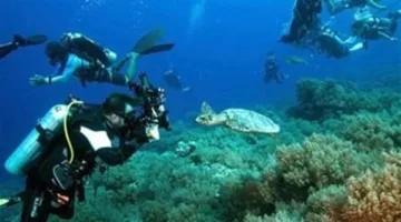 زيادة فى أعداد الرحلات البحرية.. البحر الأحمر قبلة عاشقي الغطس والاسنوركلنج| صور