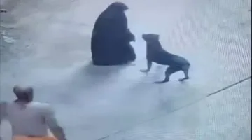 لزيادة المشاهدات.. القبض على عامل نشر فيديوهات قديمة بشأن تعدي شخص على سيدة بكلب شرس بالغربية