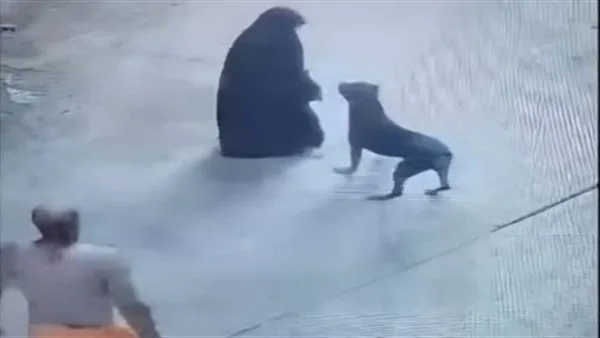 لزيادة المشاهدات.. القبض على عامل نشر فيديوهات قديمة بشأن تعدي شخص على سيدة بكلب شرس بالغربية لزيادة المشاهدات.. القبض على عامل نشر فيديوهات قديمة بشأن تعدي شخص على سيدة بكلب شرس بالغربية