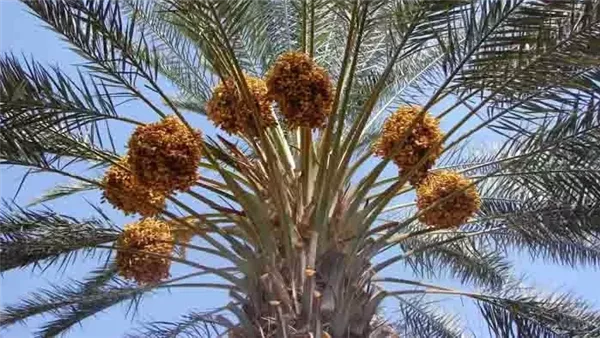 دولارات وإعلانات ممولة على قنوات.. ننشر التحقيقات في قضية عصابة ازرع نخلة