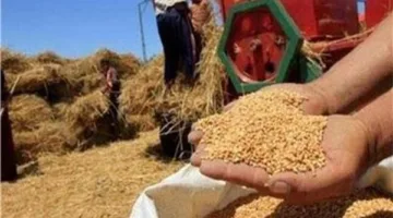 محافظ الدقهلية: توريد 92 ألف طن قمح منذ بداية الموسم