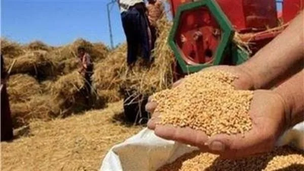 محافظ الدقهلية: توريد 92 ألف طن قمح منذ بداية الموسم