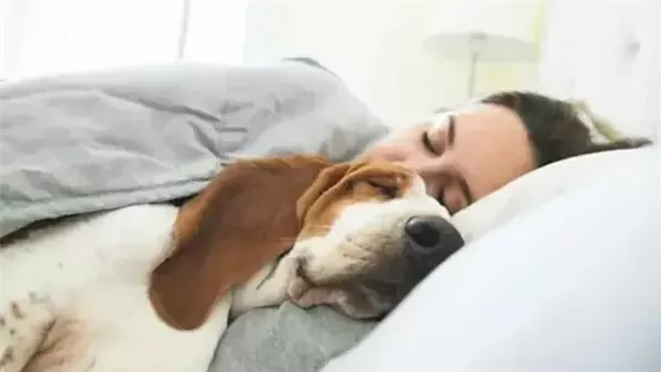 فوائد نفسية للنوم مع الحيوانات الأليفة.. تعرف عليها فوائد نفسية للنوم مع الحيوانات الأليفة.. تعرف عليها
