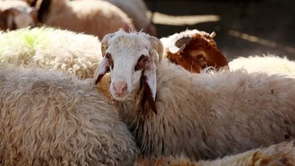 ما حكم الأضحية للمسافر عن بلده والحاج؟ ما حكم الأضحية للمسافر عن بلده والحاج؟