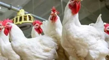 دراسة تحذر: عدوى بالدجاج قد تكون وراء الارتفاع المقلق في عدد حالات سرطان القولون