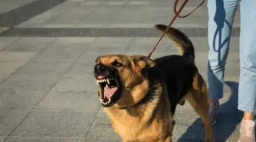 1000 جنيه حد أدنى لرسوم ترخيص حيازة الكلاب مع إصدار اللائحة التنفيذية للقانون