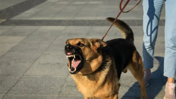 1000 جنيه حد أدنى لرسوم ترخيص حيازة الكلاب مع إصدار اللائحة التنفيذية للقانون 1000 جنيه حد أدنى لرسوم ترخيص حيازة الكلاب مع إصدار اللائحة التنفيذية للقانون