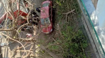 أتلفت سيارات المواطنين.. سقوط شجرة ضخمة بشارع شاهين في العجوزة والسكان يستغيثون بمحافظ الجيزة| صور