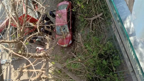 أتلفت سيارات المواطنين.. سقوط شجرة ضخمة بشارع شاهين في العجوزة والسكان يستغيثون بمحافظ الجيزة| صور أتلفت سيارات المواطنين.. سقوط شجرة ضخمة بشارع شاهين في العجوزة والسكان يستغيثون بمحافظ الجيزة| صور