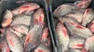 أسعار الأسماك اليوم الجمعة 25 أبريل 2025 في الأسواق