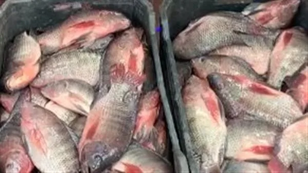 أسعار الأسماك اليوم الجمعة 25 أبريل 2025 في الأسواق أسعار الأسماك اليوم الجمعة 25 أبريل 2025 في الأسواق