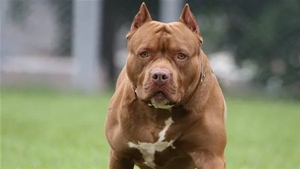 أنواع الكلاب المسموح بحيازتها وترخيصها بعد الموافقة على لائحة القانون| مستند أنواع الكلاب المسموح بحيازتها وترخيصها بعد الموافقة على لائحة القانون| مستند