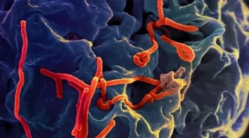 أوغندا تعلن انتهاء أحدث تفشٍّ لفيروس الإيبولا