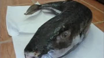 إصابة 4 صيادين من كفر الشيخ بتسمم نتيجة تناول سمكة الأرنب السامة