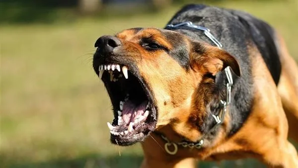 إصابة 6 صغار عقرهم كلب ضال في بني صالح بالفيوم | بث مباشر إصابة 6 صغار عقرهم كلب ضال في بني صالح بالفيوم | بث مباشر