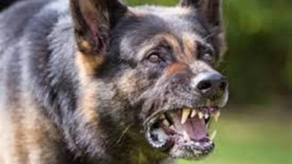 إلزام الكمبوندات بمنع دخول هذه الأنواع من الكلاب إلزام الكمبوندات بمنع دخول هذه الأنواع من الكلاب