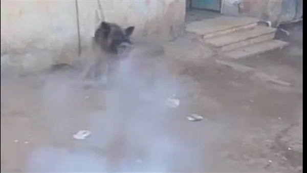 الأمن يفحص واقعة ربط كلب وترهيبه بالألعاب النارية الأمن يفحص واقعة ربط كلب وترهيبه بالألعاب النارية