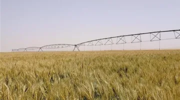 التموين: سعر مغرٍ لتوريد القمح المحلي أعلى من السعر العالمي.. ونتوقع موسمًا واعدًا بتحقيق المستهدف