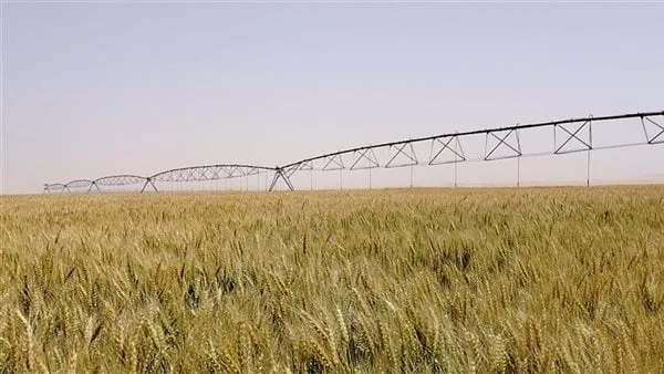 التموين: سعر مغرٍ لتوريد القمح المحلي أعلى من السعر العالمي.. ونتوقع موسمًا واعدًا بتحقيق المستهدف التموين: سعر مغرٍ لتوريد القمح المحلي أعلى من السعر العالمي.. ونتوقع موسمًا واعدًا بتحقيق المستهدف