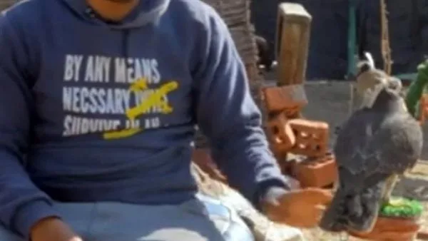 القبض على شابين بالقاهرة استخدما صقرين لتحصيل مبالغ مالية من المارة نظير التصوير معهما القبض على شابين بالقاهرة استخدما صقرين لتحصيل مبالغ مالية من المارة نظير التصوير معهما