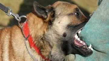 القبض على طرفي مشاجرة سيدي جابر بعد إصابة محصل الترام بعقر كلب