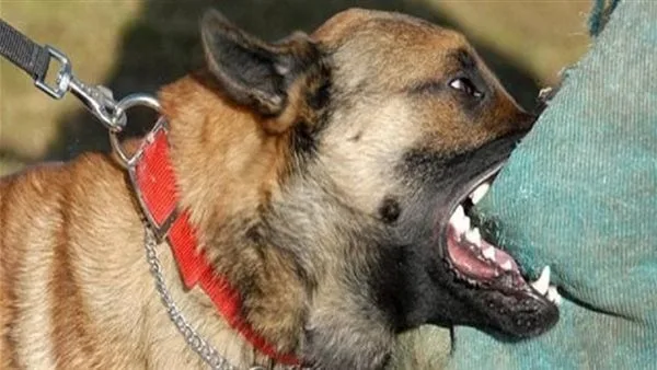 القبض على طرفي مشاجرة سيدي جابر بعد إصابة محصل الترام بعقر كلب