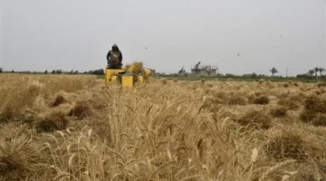 الماكينة فرمته.. مصرع مسن خلال حصاد محصول القمح في كفر الشيخ