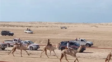 اليوم.. انطلاق مهرجان الهجن بمدينة العريش احتفالا بذكرى تحرير سيناء